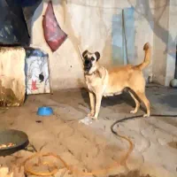 ماده سرابی اصیل|سگ|فردیس, شهرک شهید حسینی|دیوار