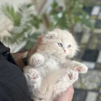 گربه اسکاتیش دبل فولد