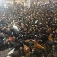 جوجه نیمچه .نژاد جهادی 80روزه