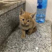 گربه|گربه|همدان, |دیوار