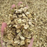 گلپر|خوردنی و آشامیدنی|رشت, گیل|دیوار