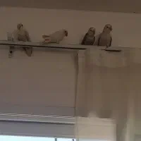 طوطی برزیلی