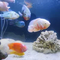 5تااسکارسایز‌بزرگ