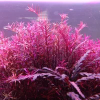 گیاه طبیعی آکواریوم و ماهی گوپی