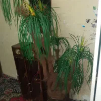 درخچه نخل بزرگ
