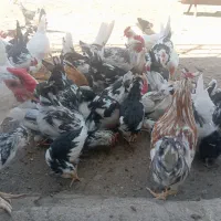 فروش جوجه خروس گلین محلی