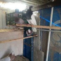 تعدادی کبوتر|پرنده|نیشابور, مدرس|دیوار