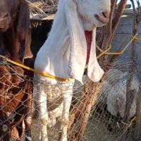 گوسفند|حیوانات مزرعه|اسماعیلی, |دیوار