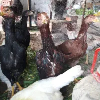 جوجه لاری|حیوانات مزرعه|تبریز, |دیوار