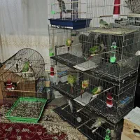 فروش پرنده طوطیسان|پرنده|رشت, احمد گوراب|دیوار