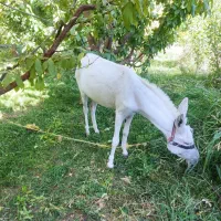 خره گله  رام رام