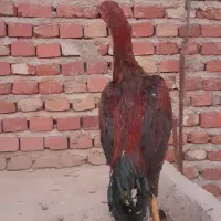 خروس لاری پنج ماهه|حیوانات مزرعه|عجب شیر, |دیوار