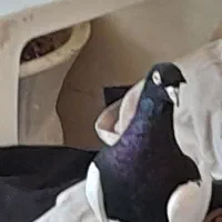 طوقی|پرنده|شیراز, میرزاکوچک خان|دیوار