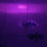 اگهی|ماهی|هشتگرد, مدرس|دیوار