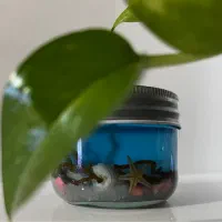 شمع دریایی|صنایع دستی و سایر لوازم تزئینی|رشت, کوی مهر|دیوار