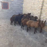 ۱۷‌راس‌بره‌ماده‌داشتی‌مخصوص‌داشت‌دونی‌۱۷۵۰۰