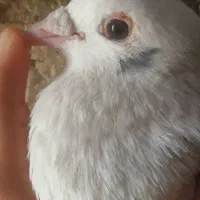 کبوتر