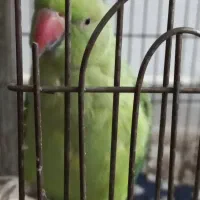 طوطی ملنگو ماده