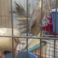 عروس هلندی جوجه و نرو ماده|پرنده|فردیس, فردیس|دیوار