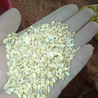 گندم|خوردنی و آشامیدنی|کنگاور, |دیوار