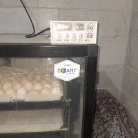 دستگاه جوجه کشی ۱۲۸ عدد