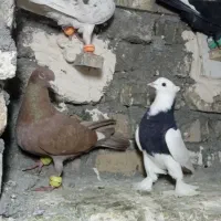 کفتر بوم هوایی