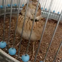 سهره خاکی نر بخون با قفس|پرنده|پاکدشت, حصار امیر|دیوار