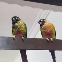 گرینچیک|پرنده|میناب, |دیوار