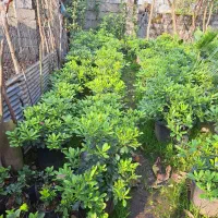 پیتسپروم.پالم.نوئل.یوکا|گل و گیاه طبیعی|کلاچای, |دیوار