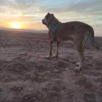 سگ سرابی|سگ|فیروزه, |دیوار