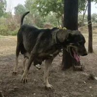 توله دورگ پژدر سرابی|سگ|قوچان, |دیوار