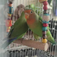 جوجه برزیلی