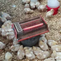 جوجه گوشت راس۱۳روزه|حیوانات مزرعه|قائم‌شهر, |دیوار