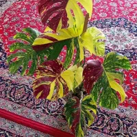 گل های کلکسیونی فقط ببین