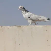 یه جفت کفتر|پرنده|اصفهان, کوی راه حق|دیوار