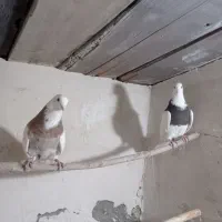 ‌کفتر طوقی‌نر‌و‌مایه