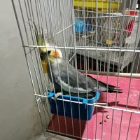 طوطی عروس نر بخون