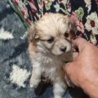 سگ آپارتمانی|سگ|بم, |دیوار