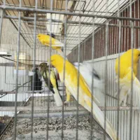 قناری رسمی بلند ماده|پرنده|باغستان, |دیوار