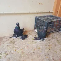 کبوتر قره آغ گویروخ|پرنده|سردرود, |دیوار