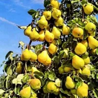 فروش درختان خوشه ای|گل و گیاه طبیعی|مهریز, |دیوار