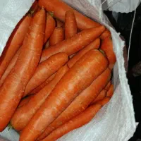 پخش عمده هویج بالای 100 کیلو