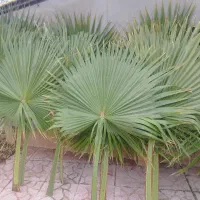فروش برگ درخت پالم تازه و طبیعی|گل و گیاه طبیعی|شلمان, |دیوار