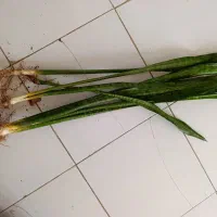 گل سانسوریا با ریشه پر بدون گلدان