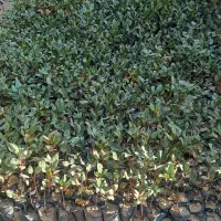 پسته|گل و گیاه طبیعی|خواف, |دیوار