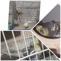 پرنده عروس هلندی