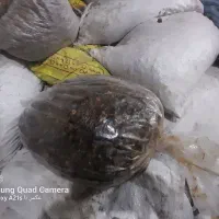 شادگان|خوردنی و آشامیدنی|اهواز, دانشگاه چمران|دیوار