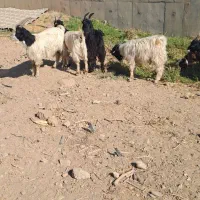 بزغاله سالم سرحال ۵ تا ۳۰ میلیون