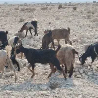 تعداد ۱۴عدد بز داشتی