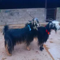 یه جفت بز روزگاری